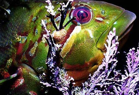   Rock Greenling taken Neah Bay Washington shore dive called one mile beach. image was 25 feet deep kelp forest. beach forest  